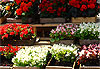 Le march� aux fleurs