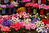 Fleurs color�es