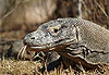 Varanus komodoensis