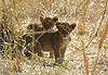 Lionceaux
