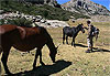 Chevaux sauvages du lac de Nino