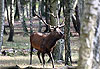 Cerf qui frotte ses bois