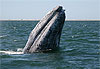 Baleine grise en Basse Californie