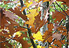 Automne