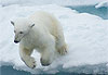 Saut de l�ours blanc
