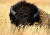 Vieux Bison solitaire