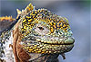 Iguane terrestre