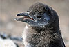 Petit pingouin de Magellan