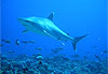 Requins
