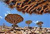 Les dragonniers