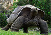 Tortue des Seychelles � Rodrigues