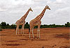 Girafe