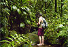 Ballade en for�t tropicale guadeloupe