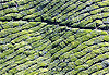 Cameron Highlands 