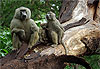 Portrait de Famille