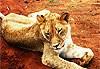 Jeune lionne