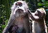 Ubud : Monkey Forest