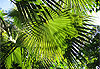 Jardin de Majorelle