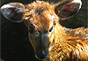 Impala b�b� ??