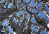 Le ciel vu d�en bas d�un kokerboom