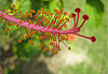 Orchid�e sauvage