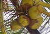Noix de coco