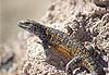 L�zard sur le salar de Atacama
