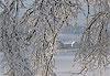 Dentelle de givre