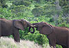 La grace des �l�phants