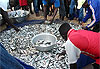 Poissons tr�s frais plage de Lom� au togo