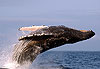 Baleine