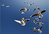 Fly me to montreux