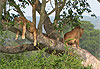 Lions se reposant sur les arbres