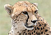 Portrait gu�pard