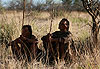 Bushman