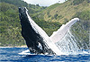 Saut de baleine