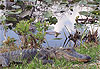 Alligator