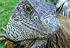 Iguane en libert� dans un parc � Guayaquil