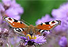 L�aster et le papillon