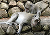 Deux macaques � longue queue en plein toilettage