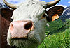 Vache