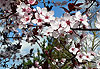 Le printemps est l�
