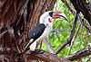 Oiseau superbe