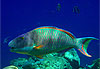 Superbe Poisson Perroquet