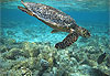 Tortue marine
