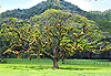 Arbre de Jama�que 