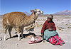 P�ruvienne, lama et ... m�tier � tisser