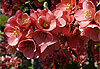 Fleurs