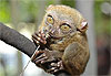 Tarsier