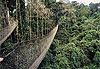 Pont de singe � Kakum forest